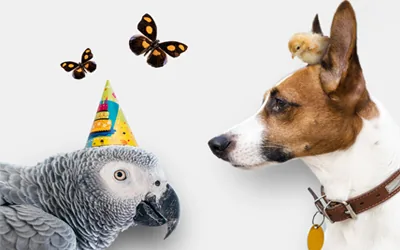 Animale de companie si exotice-accesorii
