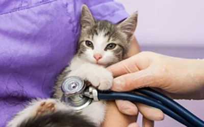 Medicină veterinară