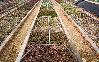 Horticultură